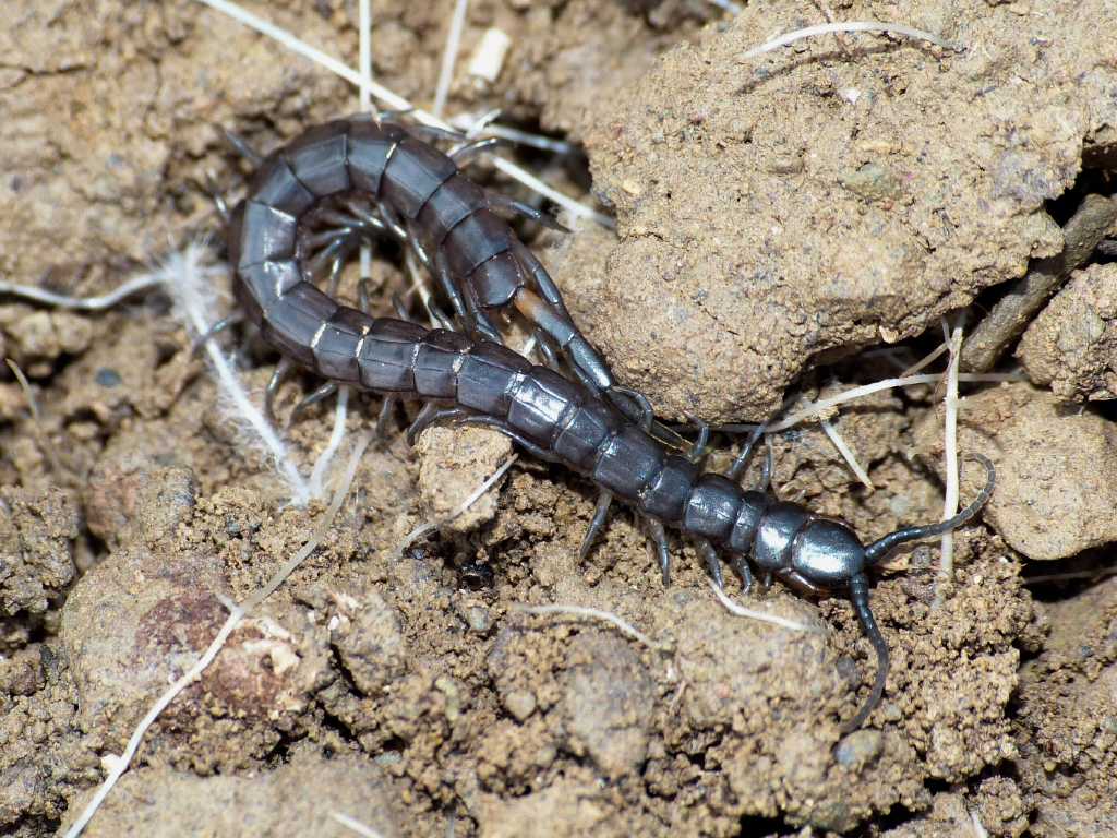 Scolopendra oraniensis - Tolfa (RM)